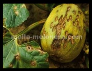 Antracnosis en cultivo de melón.