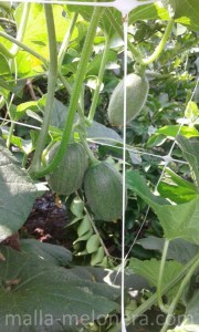 Malla melonera
