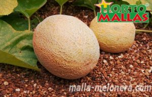 Tutoreo en cultivo de melones
