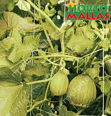 entutorado de cultivo de melon